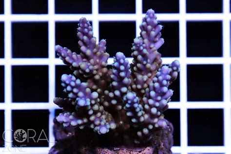 Acropora Nasuta Coral Zone