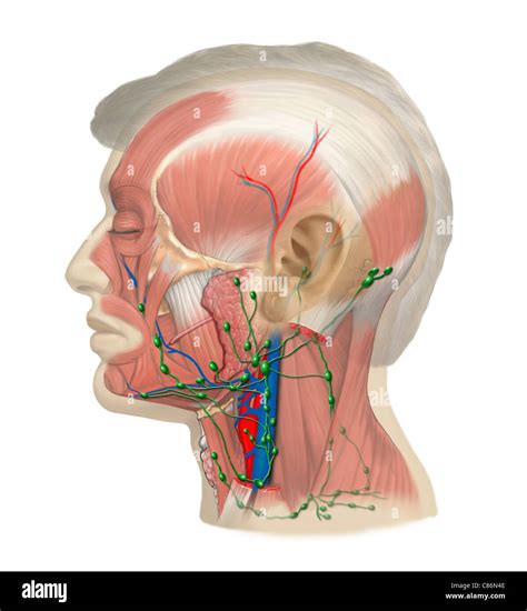 Lymph Vessels And Nodes Of The Head And Neck Stock Photo 39486286 Alamy