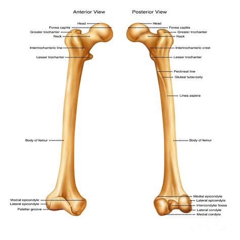 Femur Anterior And Posterior View Photograph By Gwen Shockey Fine