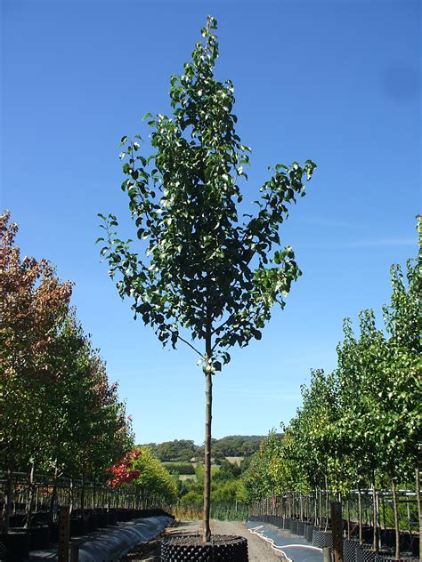 Ornamental Pear Capital — Tree Sales