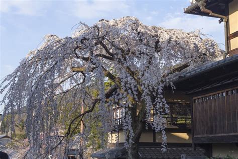 Cherry Blossom In The Streets Of Gion During The Hanami In Kyoto Stock