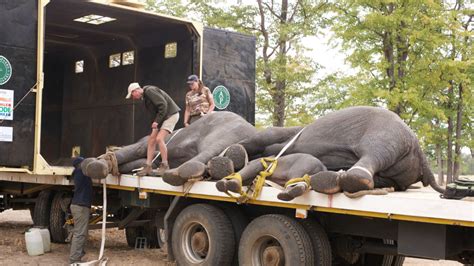 500 Elephants Are Being Rehomed In Malawi Cnn