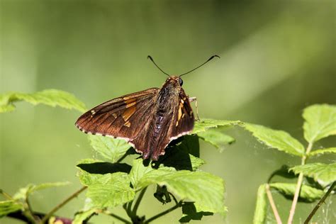 Silver Spotted Skipper Butterfly In Cascade Valley Metro Park Photo By