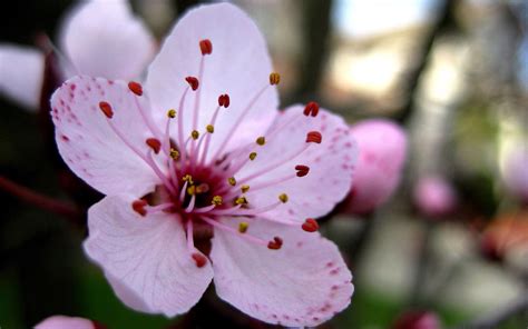 Cherry Blossom Up Close Wallpaper Nature And Landscape Wallpaper Better