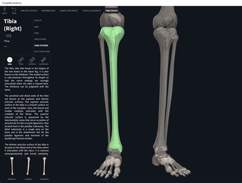 Bones Tibia Anatomy And Physiology