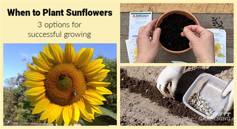 When To Plant Sunflowers 3 Options For Lots Of Beautiful Blooms