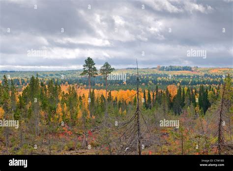 Komi Forest Hi Res Stock Photography And Images Alamy