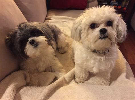 Like with most cross breeds, shichi breeders may be a little challenging to find. Cuties | Teddy bear dog, Shih tzu puppy, Bichon shih tzu mix