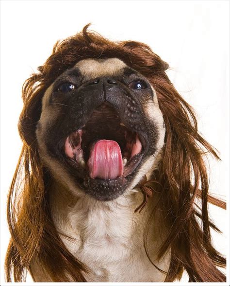 50 Hilarious Dogs In Wigs Funny Baby Pictures Funny Pictures Cant