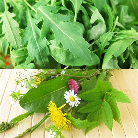 Arugula Vs Dandelion What They Are And How Theyre Different Foodiosity
