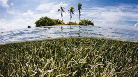 7 Reasons To Protect Seagrass The Pew Charitable Trusts