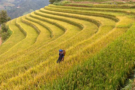 Hmong Kobieta Rolnik Wrócić Do Domu Na Taras Pola Ryżowe Na Górze W Mu Cang Chai Yen Bai