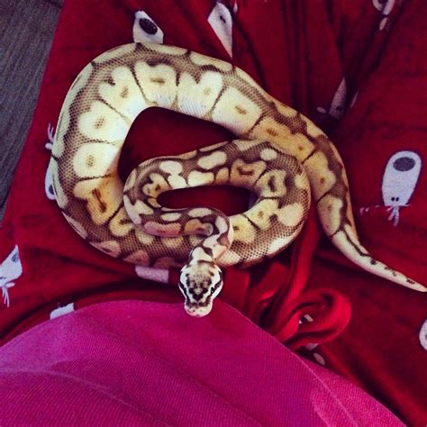 Queenbee Ball Python With Images Pet Snake Ball Python Ball
