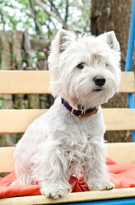 7 West Highland White Terrier Temperament Traits You Must Know About