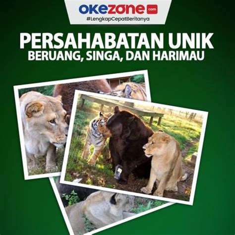 Kisah Persahabatan Unik Beruang Singa Dan Harimau 0 Foto Okezone