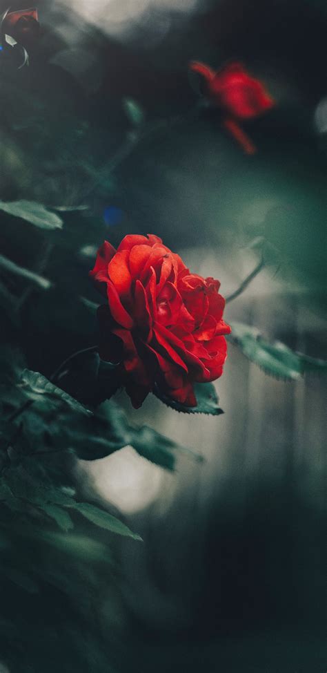 Your red rose stock images are ready. 35+ High Quality Free Google Pixel 2 / 2 XL / 3 / 3 XL ...