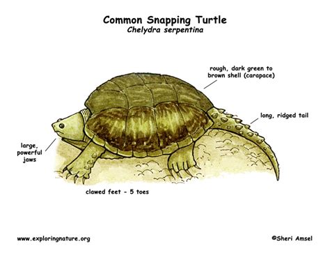 Turtle Common Snapping