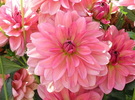 Flowers Pink Petals Close Up Dahlias Lot Hd Wallpaper Pxfuel