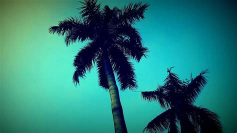 25 Palm Tree Screensaver Wallpaperboat