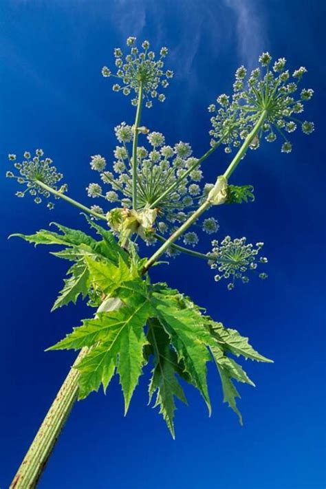 The Dangers Of Giant Hogweed On Your Skin Scottish Wildlife Trust