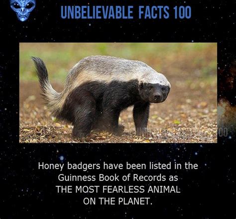 Pin By Unbelievable Facts 100 On Unbelievable Facts Honey Badger Fun