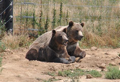 Colorado Couple Fights Mamma Bear And Cub