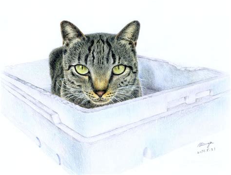 Tabby Cat Color Pencil Drawing Original Drawing By Ringo Lee
