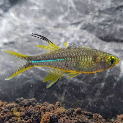 Jual Celebes Rainbowfish Marosatherina Ladigesi Ikan Hias Rainbow