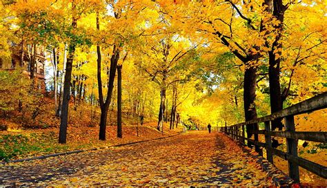 Ultra Nature Tree Fall Forest Landscapeautumn For Smart Pnone