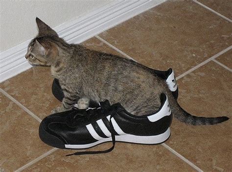 Photos Of 10 Cats Who Are Obsessed With Shoes Catster
