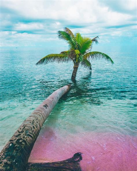 Pink Sand Paradise 🎟🌴 World Of Wanderlust Beautiful Beaches