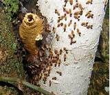 Swarming Termites Inside House Images