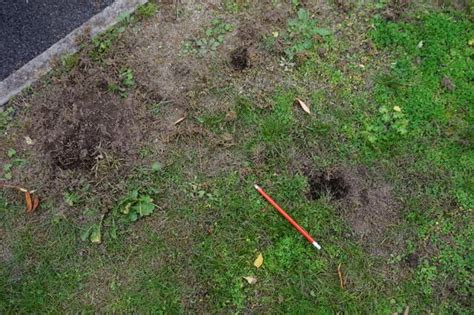 What Could Be Digging Small Holes In My Lawn A Pictures Of Hole 2018
