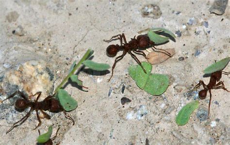 Desert Leafcutter Ant Acromyrmex Versicolor Acromyrmex Versicolor