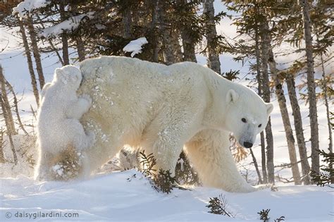 Baby Polar Bear Hitches A Ride Through The Canadian Snow