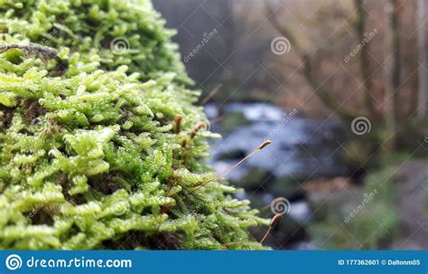 A Macro Shot Of Some Moss On A Branch Stock Image Image Of Moss