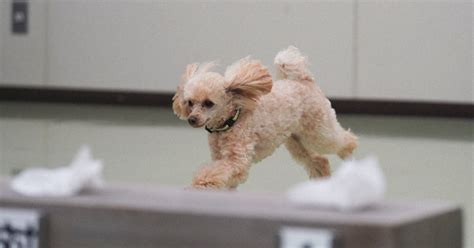 Japanese Prefs 1st Toy Poodle Police Dog To Become Sniffing