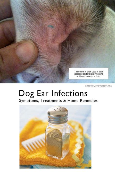 Cat Ear Mites Vs Yeast Infection Tcatcut