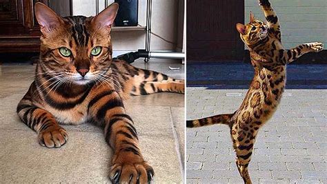 This House Cat Looks Like A Leopard And We Cant Get Enough Your