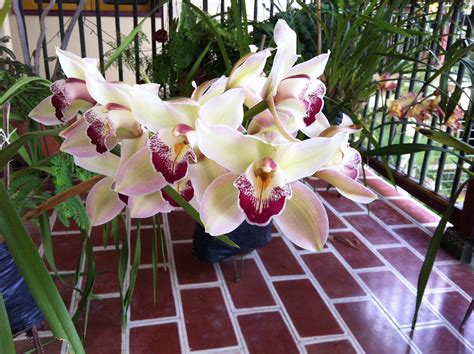 The Colombian Orchid Culture In Pereira Lifestyle Open Minded Traveler