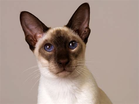 Peterbald Information Health Pictures And Training Pet Paw