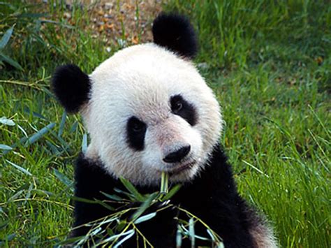 Msu Professor Finds Pandas May Aid Biofuel Production Mississippi