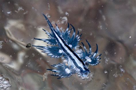Real Monstrosities Blue Sea Slug