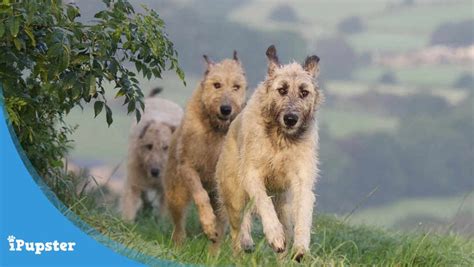 Best Dog Food For Irish Wolfhounds 2022 Reviews