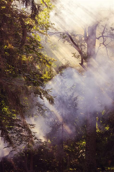 Billowing Smoke From Forest Fire Stock Photo Image Of County Nature