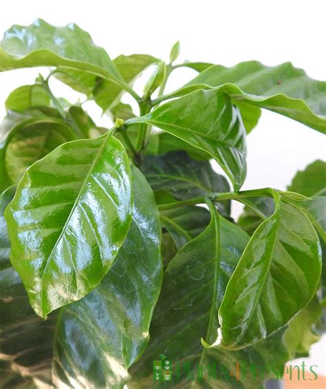 Large Coffee Plants Delivered Across The Uk As Ts
