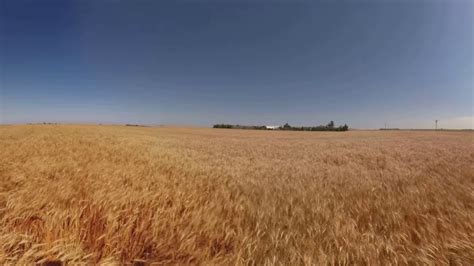 Kansas Wheatfield At Harvest 360 Video Youtube