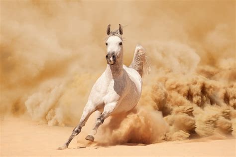 White Horse Sand Horse Dust Running Mane Hd Wallpaper