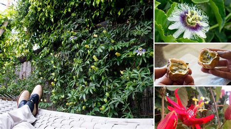 Social Climber Passion Flowers Are From The Future The Horticult