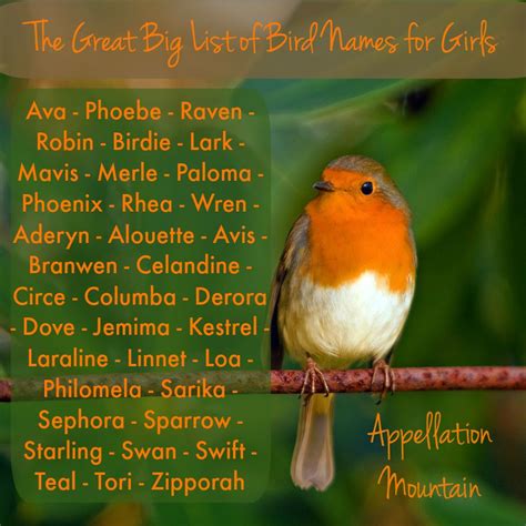 The Great Big List Of Bird Names For Girls Appellation Mountain